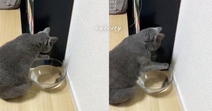 日本藍貓手癢「超愛打翻水」，無奈換大碗仍撥倒　網：真的很壞