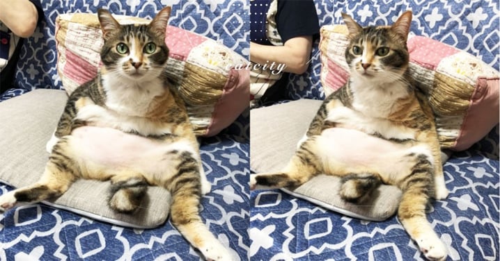 日本貓咪竟出現「人類坐姿」邊看電視，推主大驚：不小心露出本性？！