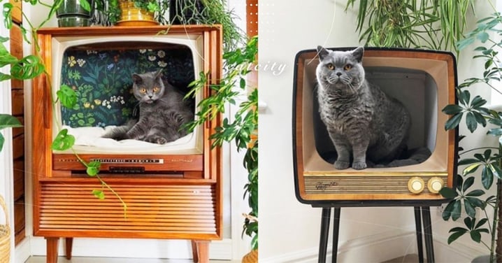 電視有貓？！國外復古電視大翻身，獨特貓窩設計超想買　網：想看一整天！