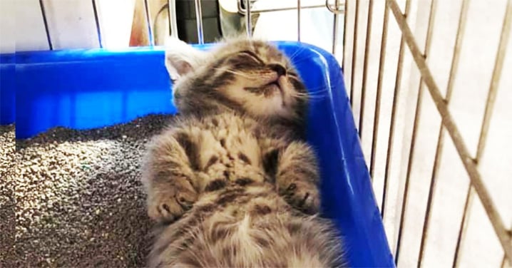 小萌貓「四肢攤平」睡貓砂盆，可愛睡姿笑翻網：真的睡「屎」了！