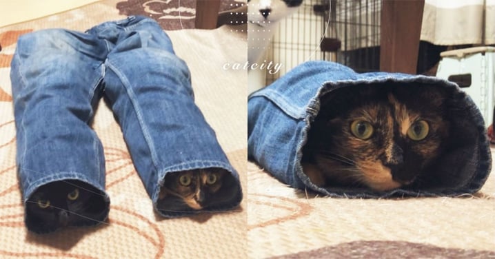 日本推主的褲管竟然「長貓」，兩隻貓咪匍匐躲貓貓　網笑瘋：天然貓隧道　