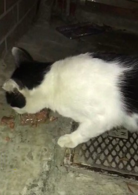 網友Arthur Chiang授權