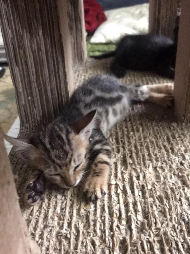 網友Arthur Chiang授權