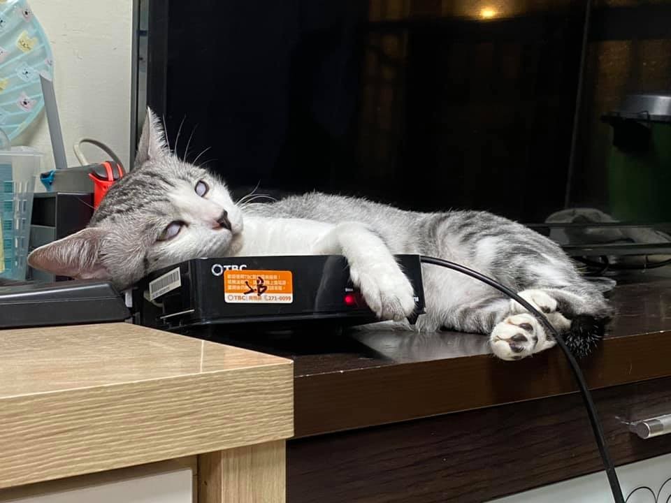 FB 蹦綿綿授權使用