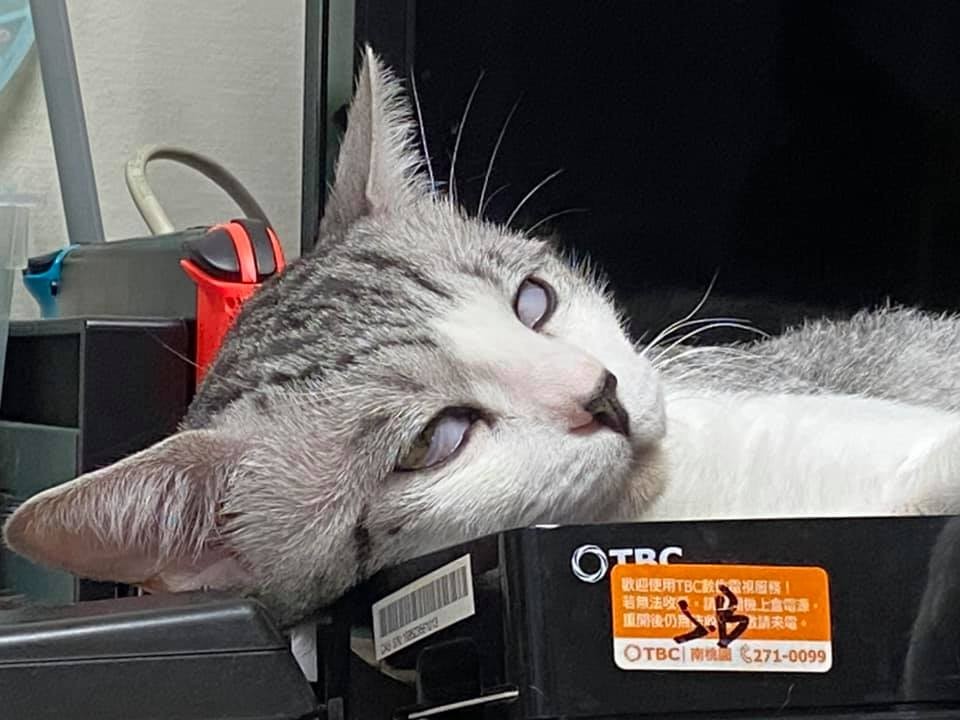 FB 蹦綿綿授權使用