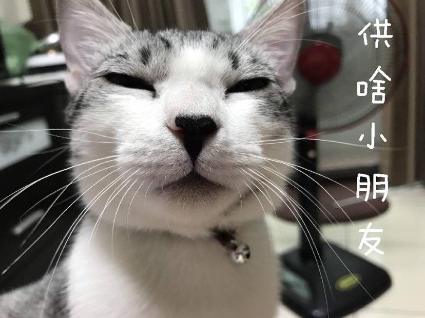 FB 蹦綿綿授權使用