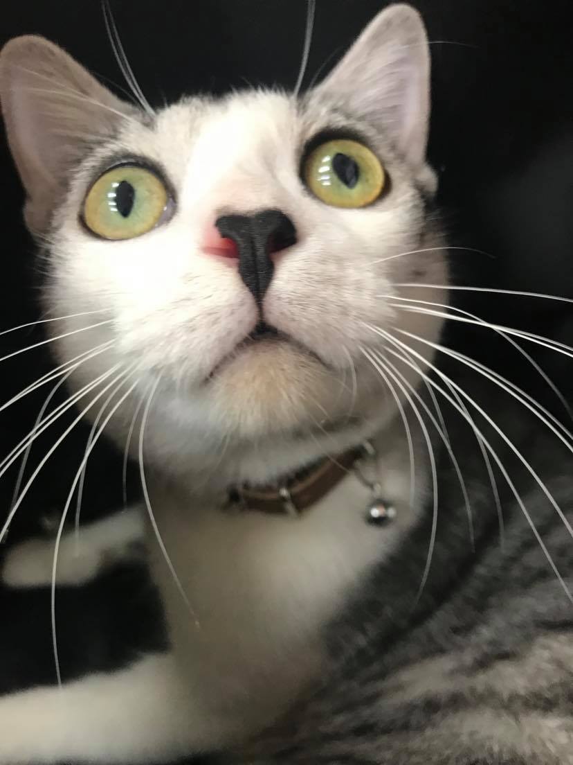 FB 蹦綿綿授權使用