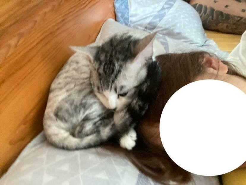 FB 蹦綿綿授權使用