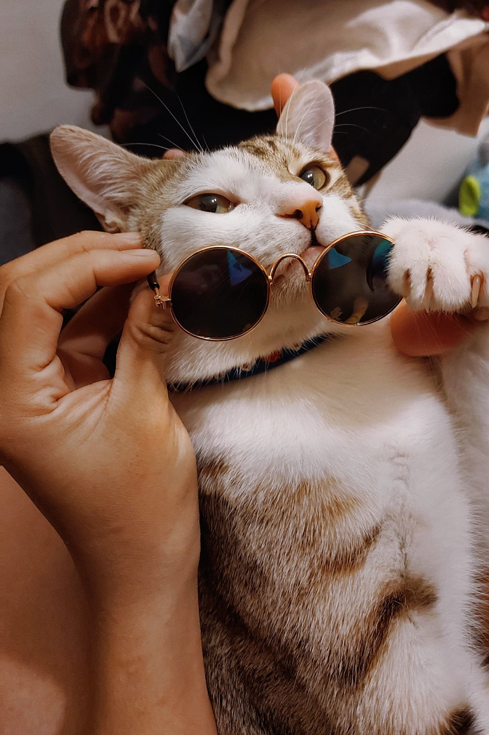 網友張甄倪提供