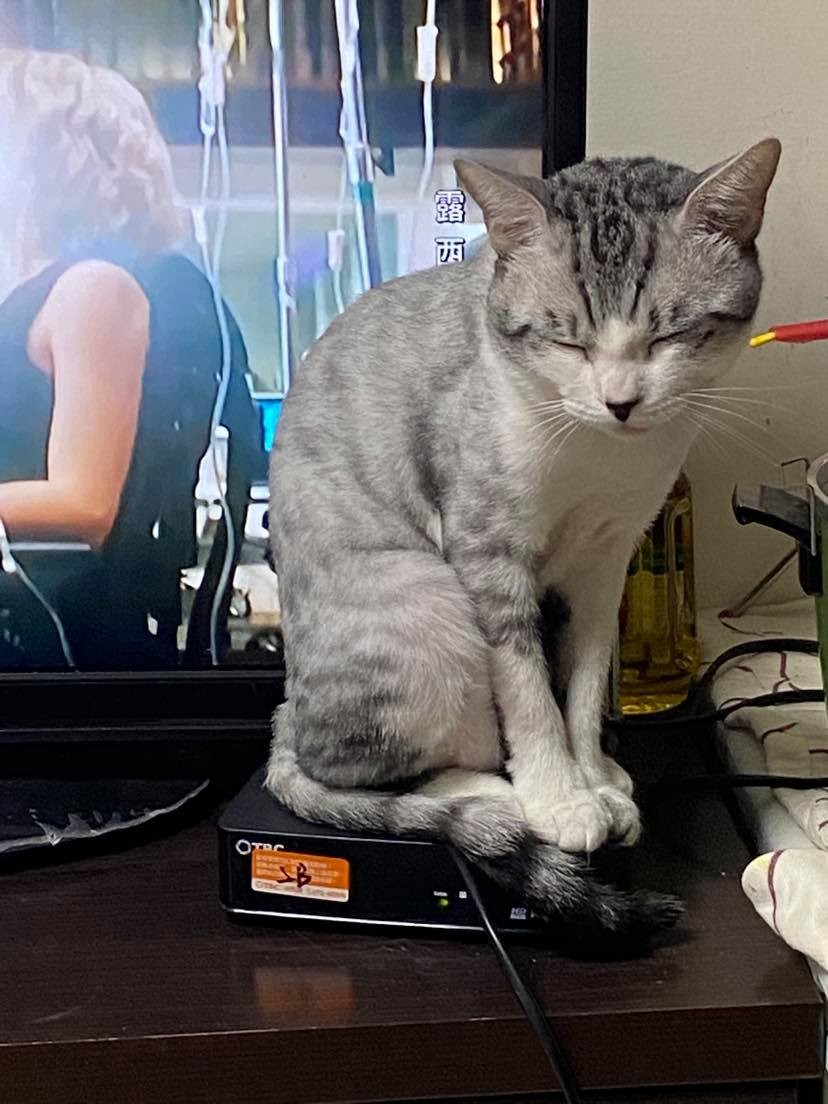 FB 蹦綿綿授權使用