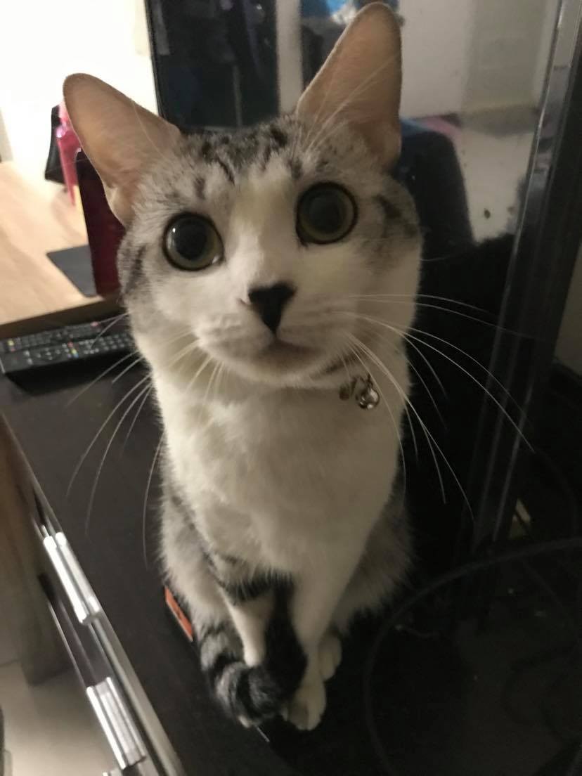 FB 蹦綿綿授權使用