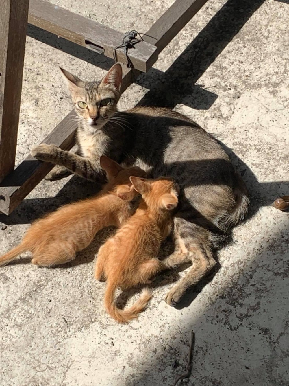 網友Hong En Gao提供