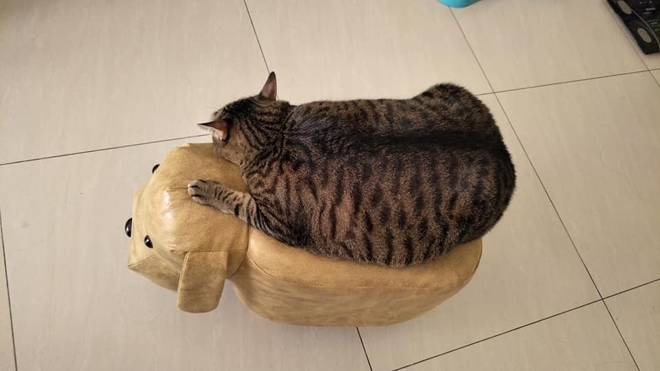 網友游孟嫻提供