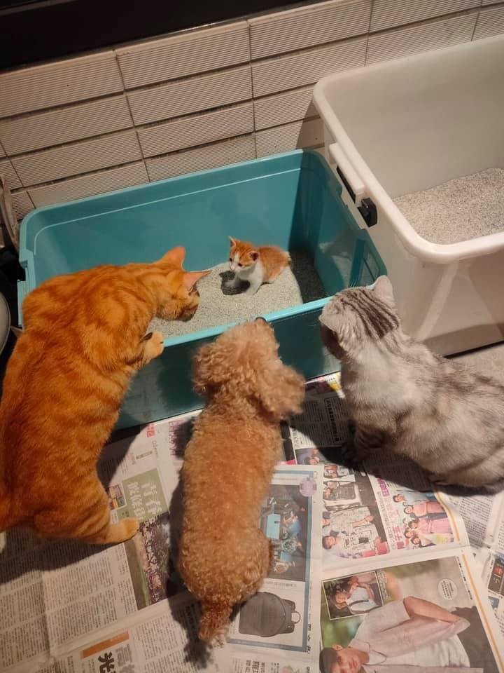 網友洪宥樺授權