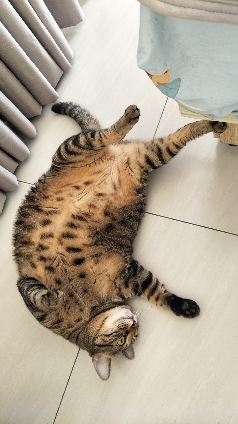 網友游孟嫻提供