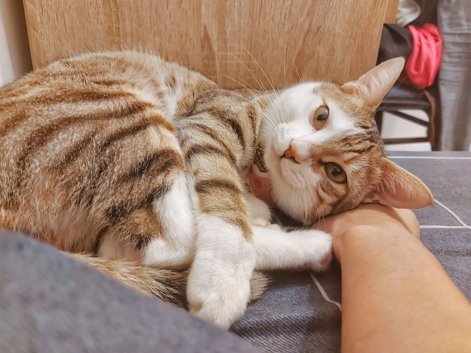 網友張甄倪提供