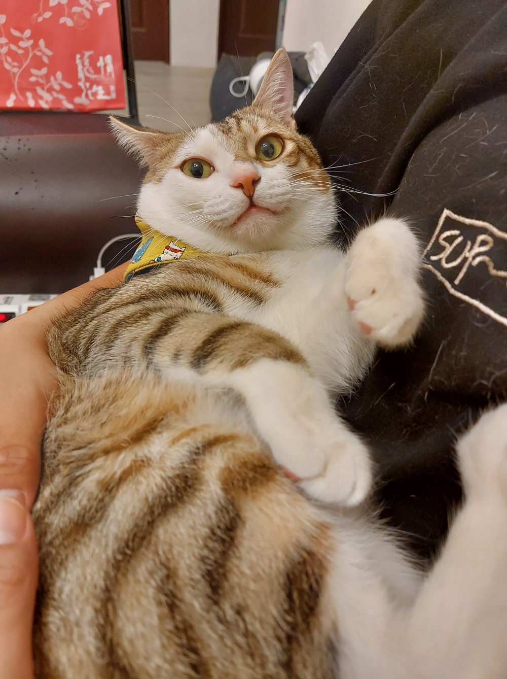 網友張甄倪提供