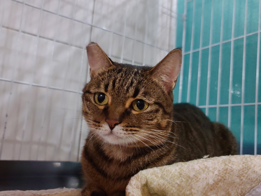 新北市浪浪照護有家協會