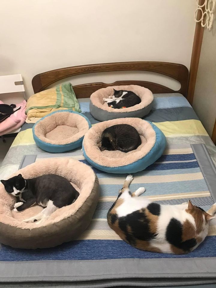 網友張鈞惠小姐提供