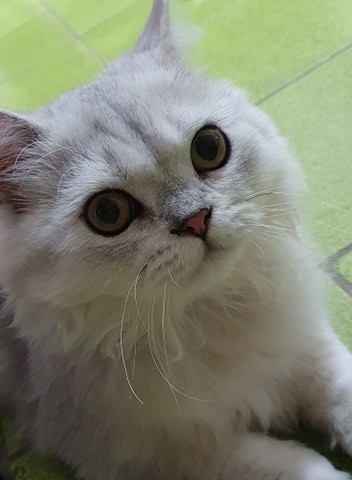 網友Jennifer chen提供