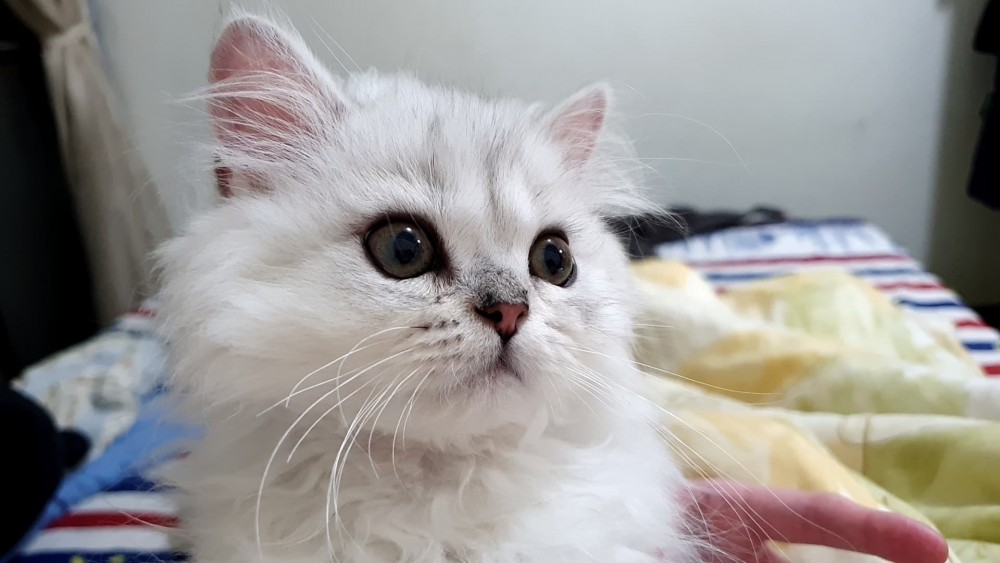 網友Jennifer chen提供