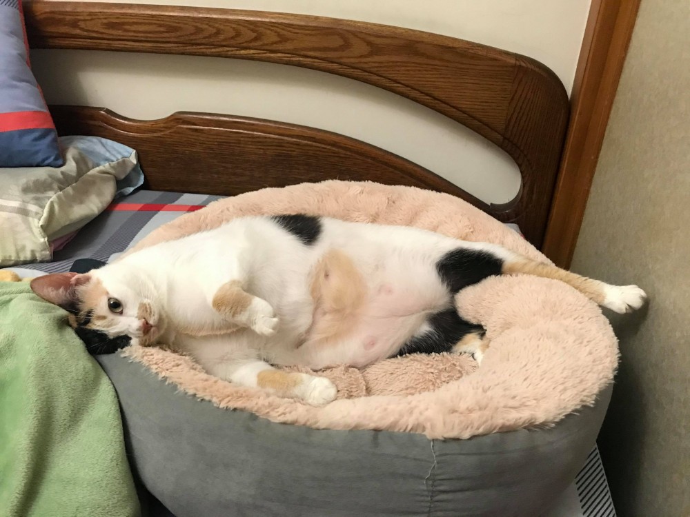 網友張鈞惠小姐提供