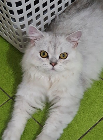 網友Jennifer chen提供