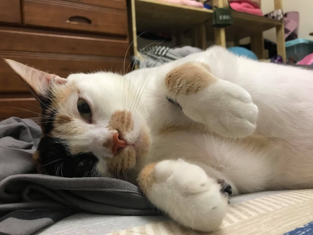 網友張鈞惠小姐提供