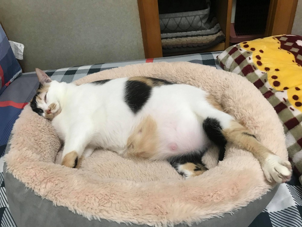 網友張鈞惠小姐提供