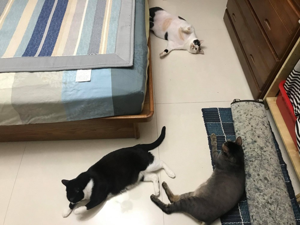 網友張鈞惠小姐提供