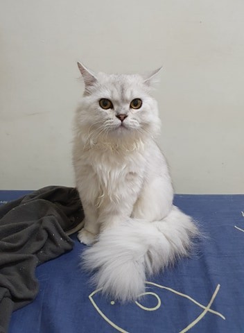 網友Jennifer chen提供