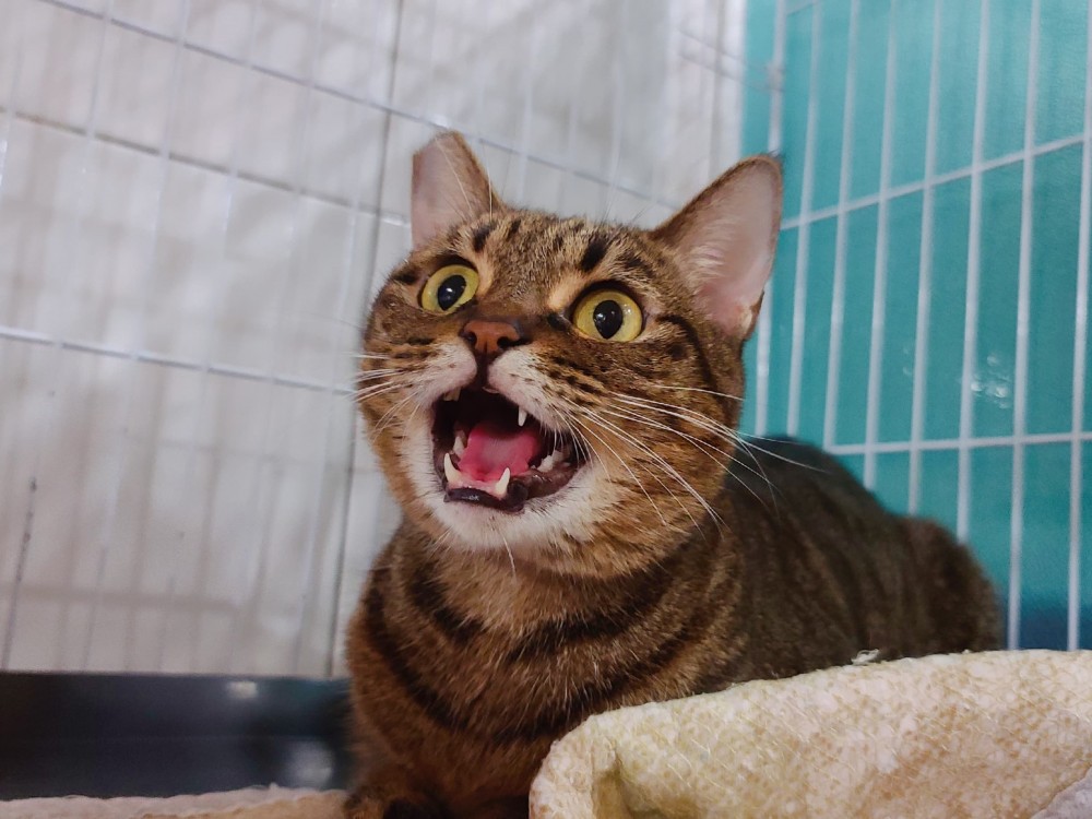 新北市浪浪照護有家協會