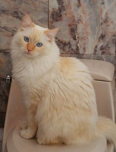 Pinterest