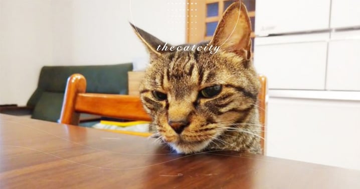 日本貓咪被阻止伸手偷吃，表情奧嘟嘟「下巴」饋桌：這樣總可吧！