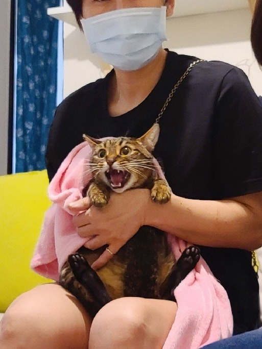 新北市浪浪照護有家協會