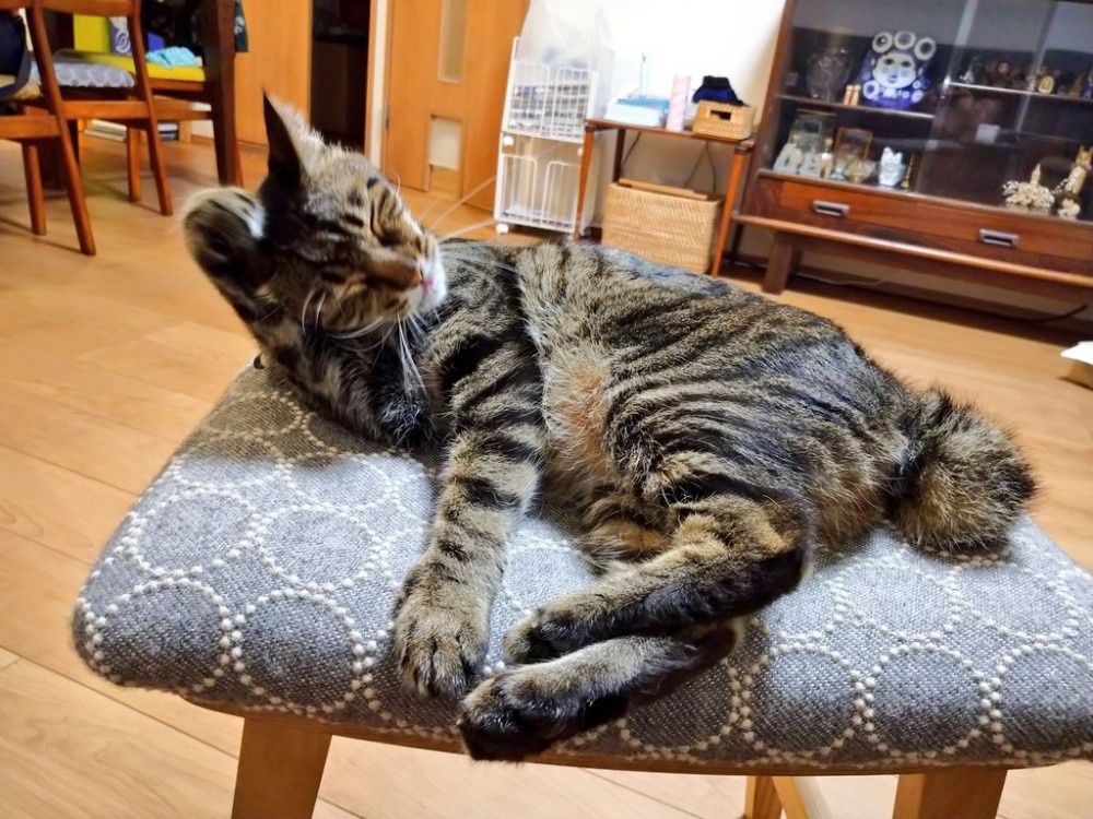 twitter／tsudajunko 