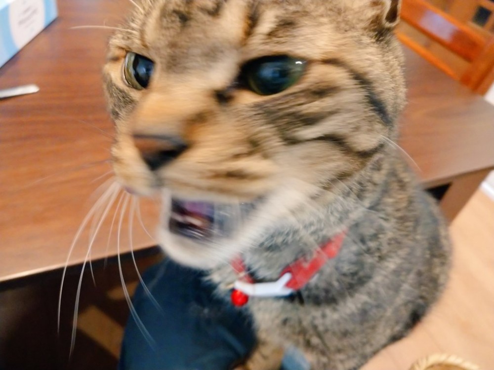 twitter／tsudajunko 