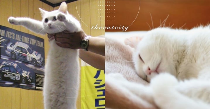 日本推特爆紅梗圖「第一長貓」過世，網友哀傷：回歸喵星球了