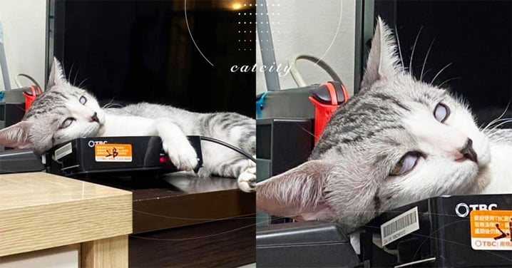 家裡機上盒超吸貓，當枕頭睡到「直翻白眼」　網笑：牠要屍變了