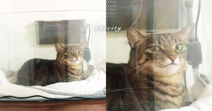 虎斑貓把魚缸當貓窩，對鏡頭露出「得意笑容」　網笑：根本透天玻璃屋