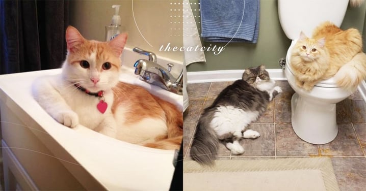 【貓喜歡廁所的理由】廁所有毒？！ 4 個原因解釋貓對「浴室沉癮」之謎！