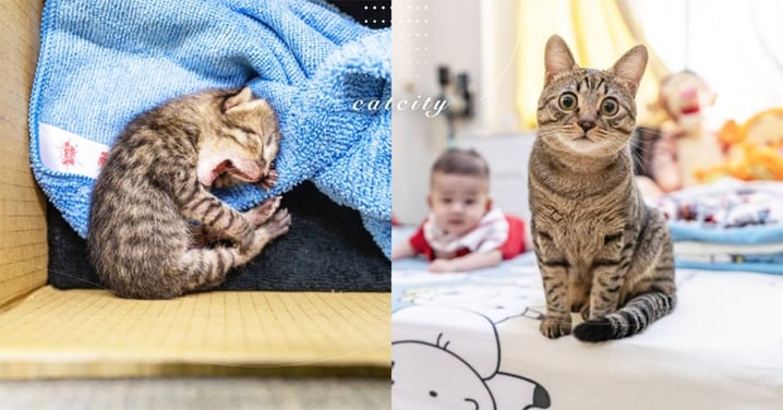出生兩天被母貓棄！虎斑奶貓被撿回，長大竟成「寵弟魔人」