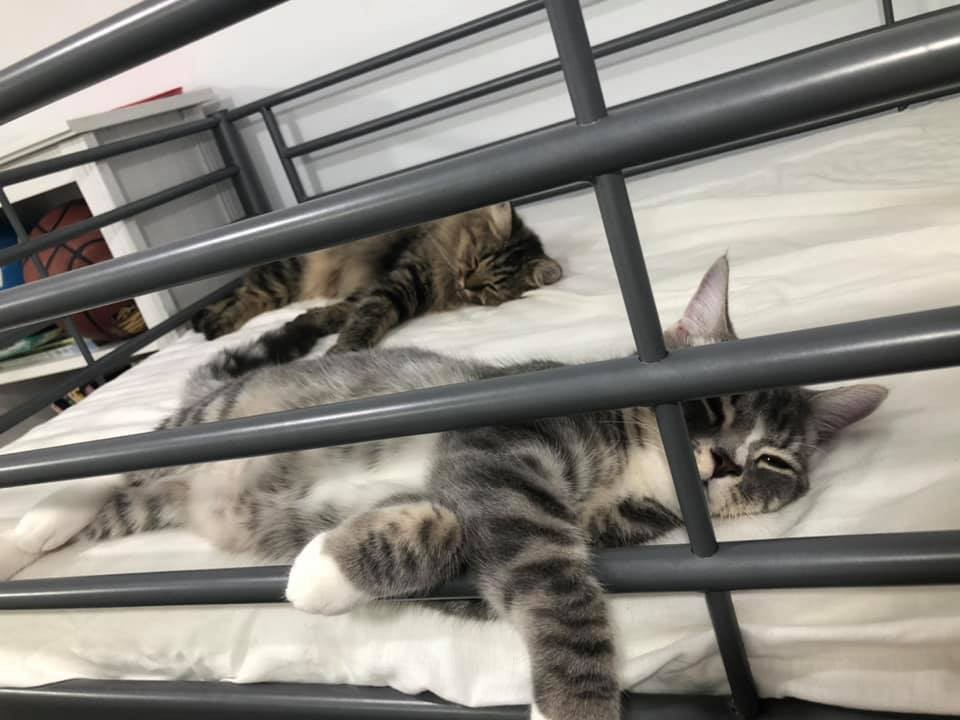 FB 哈尼vs瑪妮