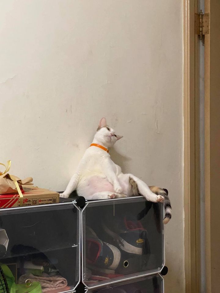 網友高巧藤提供