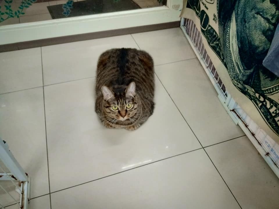 網友藍思嘉提供