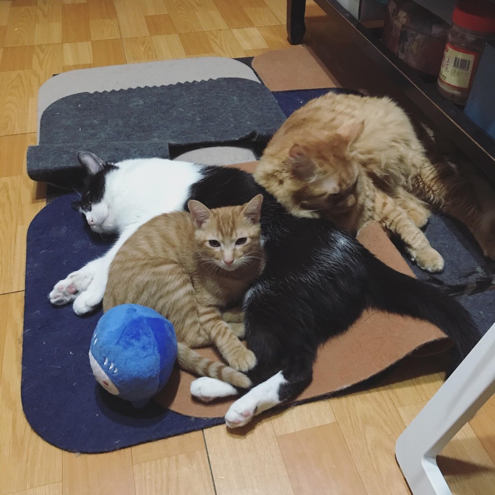 網友WAYNE LIU提供