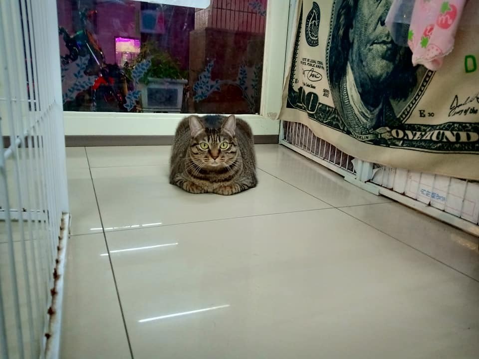 網友藍思嘉提供