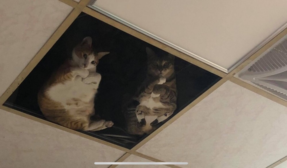 網友葉小婷提供