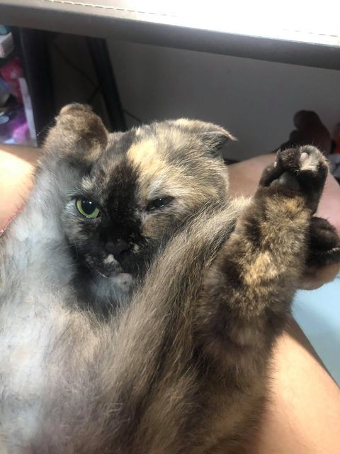 網友吳建銘授權提供