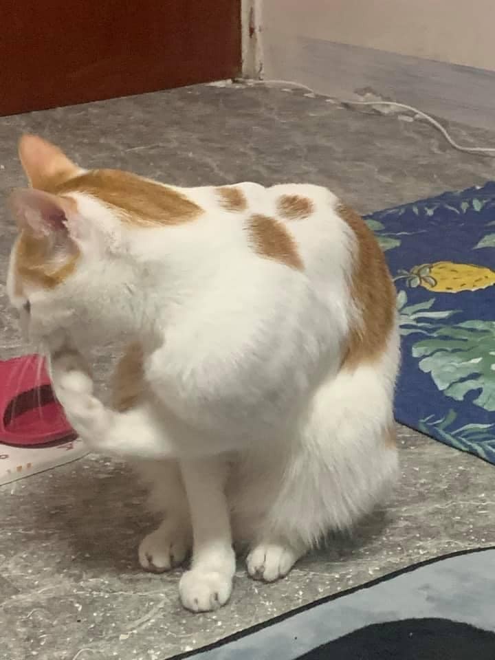 網友簡浩子授權提供